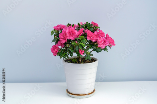 Wallpaper Mural A pot of pink azaleas on a white table Torontodigital.ca
