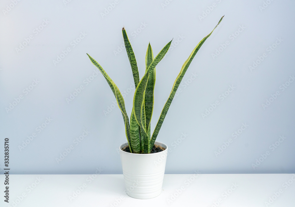 A basin of tiger orchid on the white table. A basin ofSansevieria trifasciata on the white table.