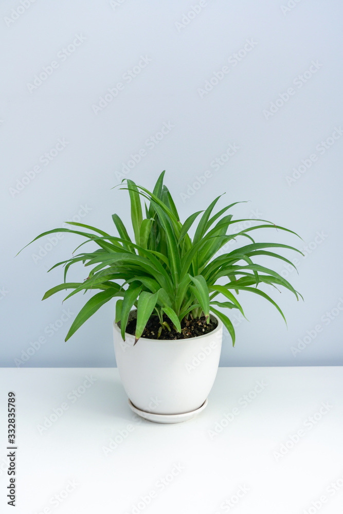 A pot of Chlorophytum on the white table. A pot of green leaf spider plants on a white table