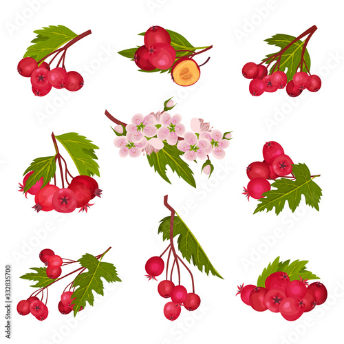 Hawthorn Berry Branches with Red Round Small Pome Fruits Vector Set
