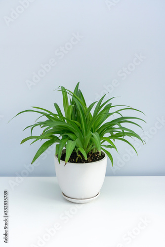 A pot of Chlorophytum on the white table. A pot of green leaf spider plants on a white table © Liu Lei