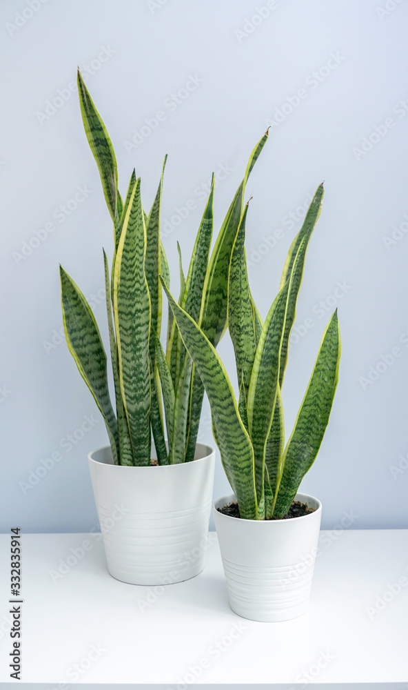 Two pots of tiger orchid on the white table. Two pots of tiger orchid on the white table.