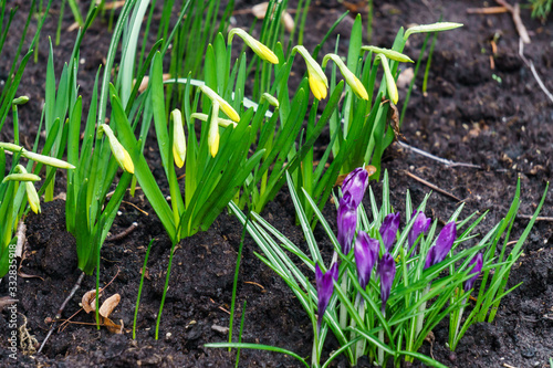 the first  delicate purple crocus flowers in early spring.