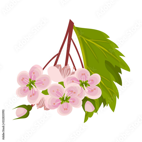 Hawthorn Blossoming Floral Branch with Pink Flowers Vector Illustration