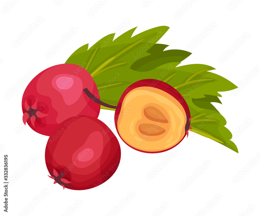 Pile of Hawthorn Berries Rested Near Veined Green Leaf Vector Illustration Pile of Hawthorn Berries Rested Near Veined Green Leaf Vector Illustration