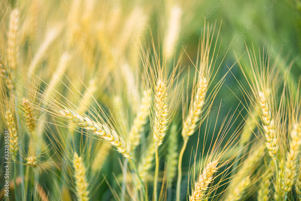 Golden wheat field in summer. Golden wheat field in summer.