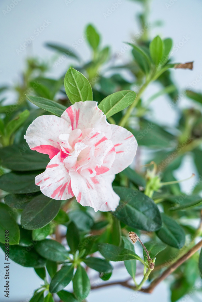 Beautiful blooming pink azalea close-up Beautiful blooming pink azalea close-up