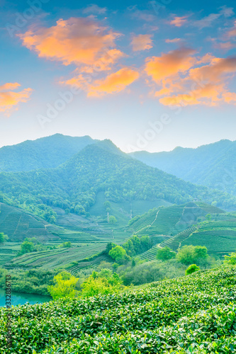 Green tea mountain at sunset tea plantation background.