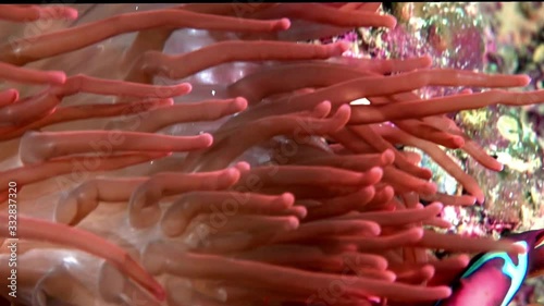 Tomato anemone fish - Amphiprion frenatus close-up. A red clownfish hides in anemone tentakles. photo