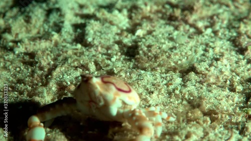 Small crab at the sandy bottom of the sea. Four Ring Purse Crab searching the reef bottom photo