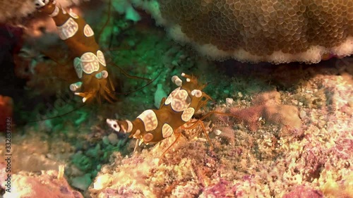 Pacific Clown Anemone Shrimp (Periclimenes brevicarpalis) photo