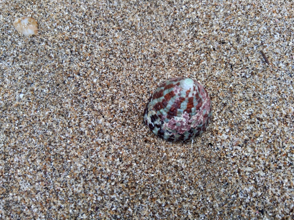 Shell on the sand. Suitable for frameworks, quotes and other projects. Shell on the sand. Suitable for frameworks, quotes and other projects.