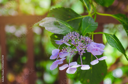 Purple Hydrangea Serrata Bluebird blooms