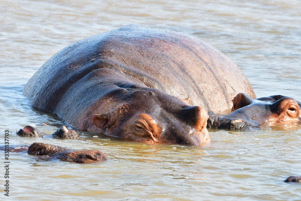 Fototapeta premium Hippopotamus in St Lucia lake in South Africa