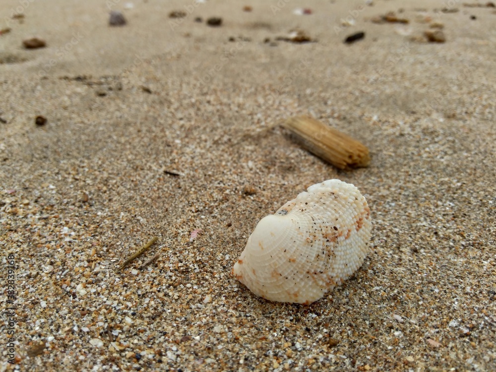 Shell on the sand. Suitable for frameworks, quotes and other projects. Shell on the sand. Suitable for frameworks, quotes and other projects.