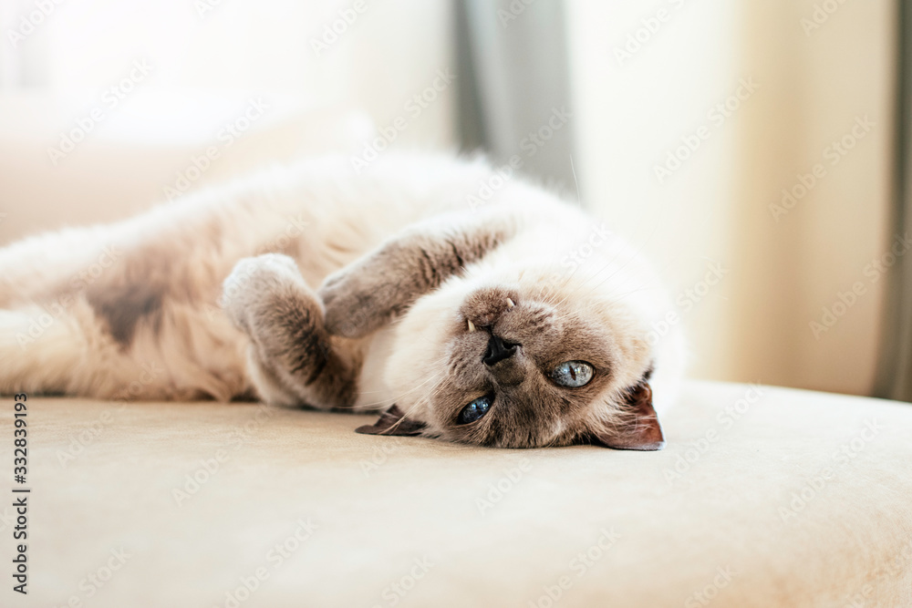 White cat with dark muzzle.