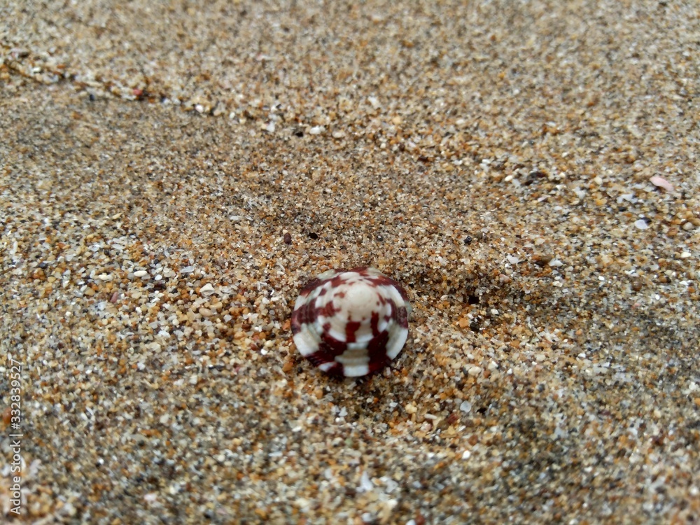 Shell on the sand. Suitable for frameworks, quotes and other projects. Shell on the sand. Suitable for frameworks, quotes and other projects.