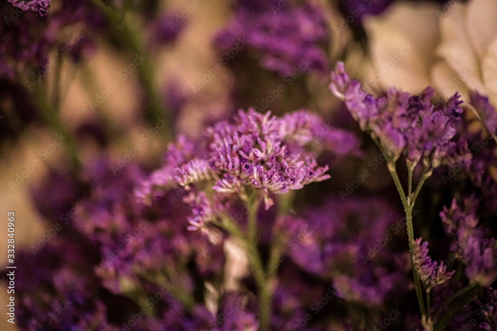 Obraz premium flor morada