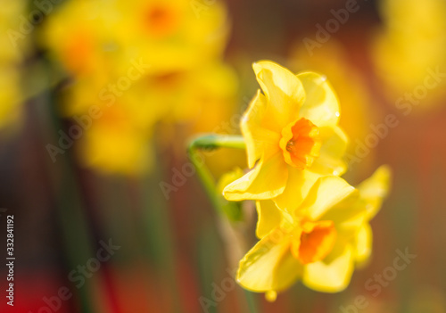 Bright Yellow Daffodils swaying in the wind  motion blur is visible.  Vibrant Springtime Daffodils blowing in the wind with a natural blurred background