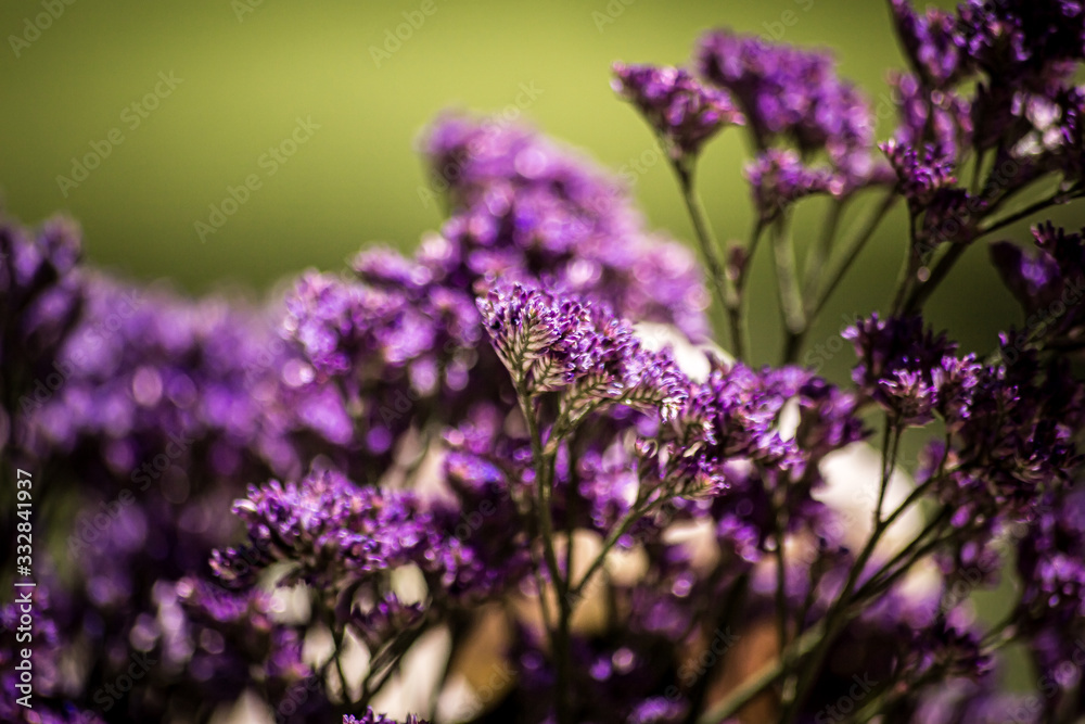 Obraz premium flor morada