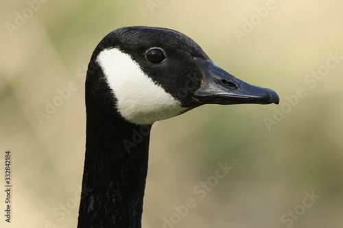 A head shot of a stunning Canada Goose, Branta canadensis, standing on the bank of a lake.