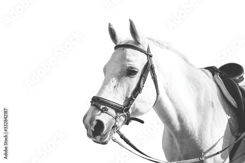 portrait of a white horse on a white background © aleksa3136