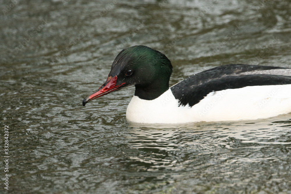 Fototapeta premium A male Goosander, Mergus merganser, swimming on a river. It has been diving down under the water catching fish.