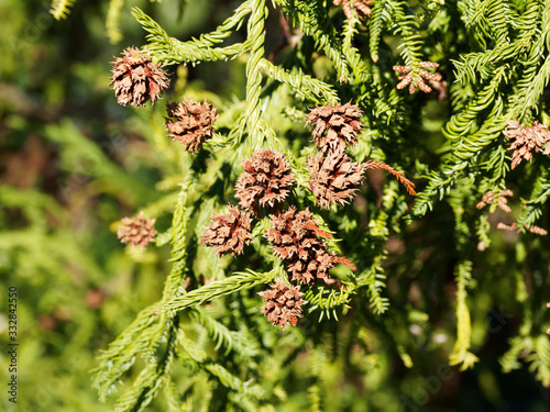 Cryptomeria japonica | Chatons femelles, globuleux, écailleuses et brunâtre du Cèdre du japon ou Cryptopmère du Japon  photo