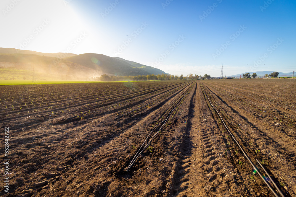 Plowed field with drip irrigation system, with tractor tire marks on the ground