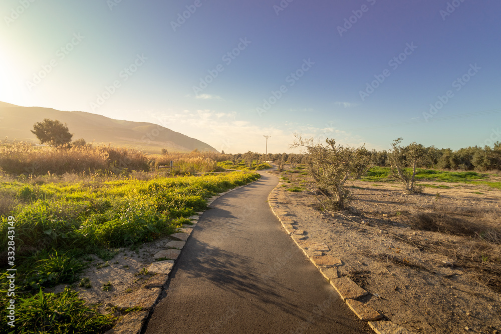 Naklejka premium The pedestrian asphalt path surrounded by Stones near olive trees and wild plants