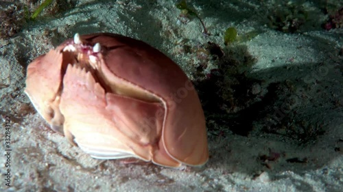 The box crab - Calappa calappa at night. Red-spotted box crab at sandy bottom of the sea during the night close-up. photo