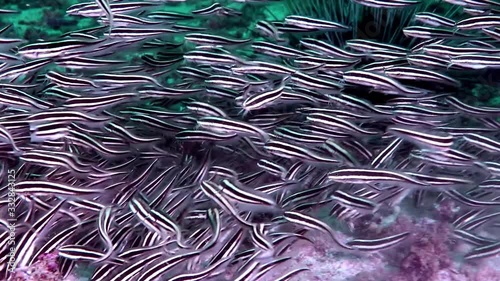 A flock if Striped catfish (Plotosus lineatus) on the bottom of the sea floating around coral polyp photo