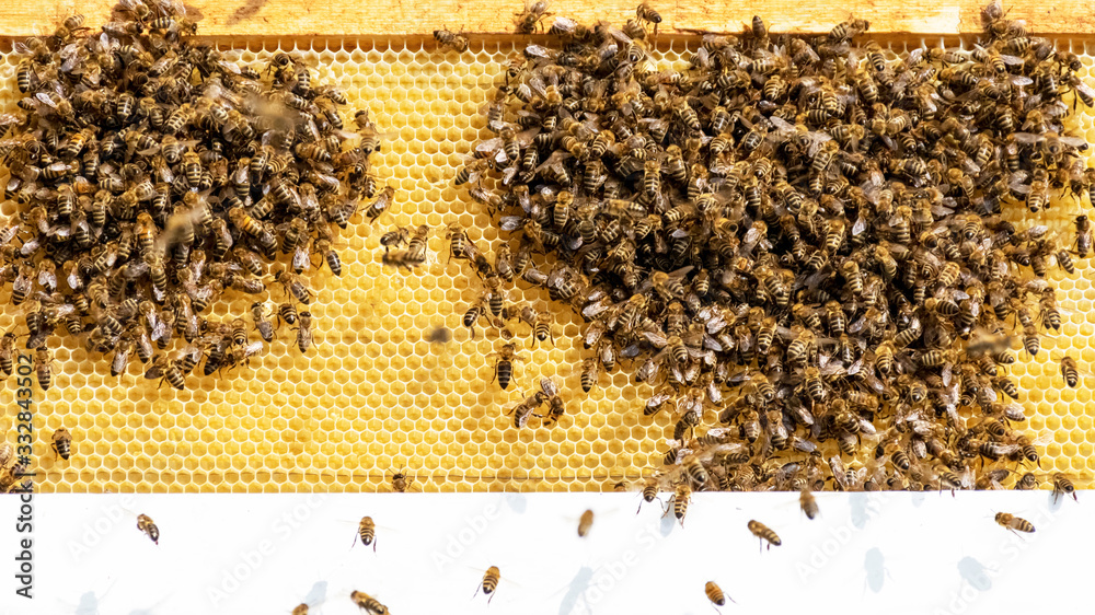 A swarm of bees works on honeycombs in an apiary. Bee honeycombs with bees and honey.. A swarm of bees works on honeycombs in an apiary. Bee honeycombs with bees and honey..