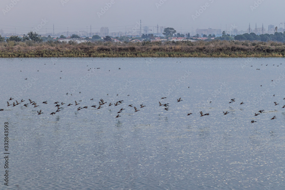Lake for recycling and purifying water, with ducks and plants Lake for recycling and purifying water, with ducks and plants