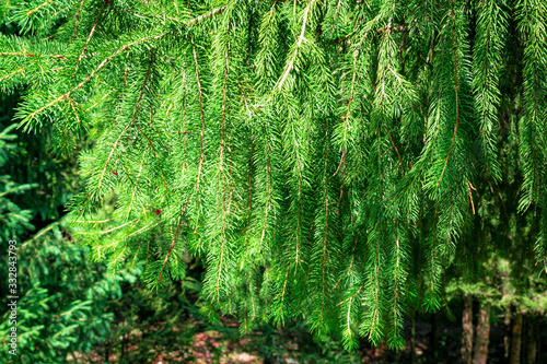 Green branches of spruce. Coniferous tree grows in the mountains. Background of fir branches. © ValDan