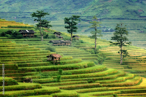 Rice terraces in Mu cang chai,Yenbai,Veitnam.