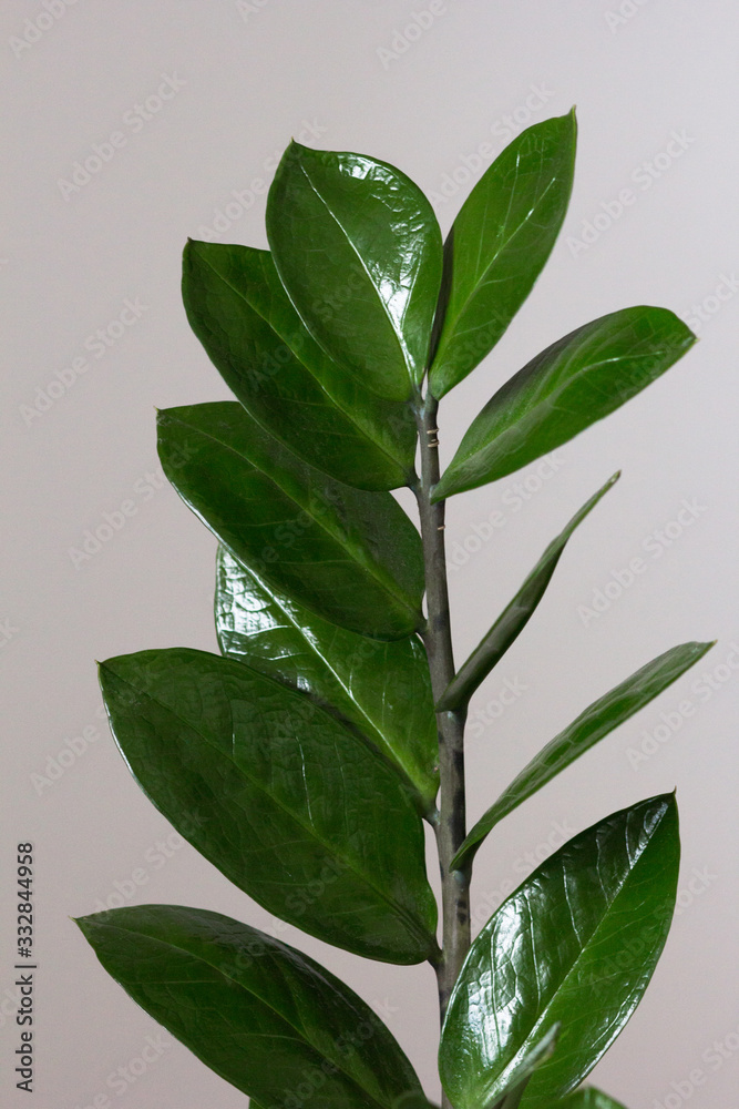 Zamioculcas branch with green leaves on the grey background Zamioculcas branch with green leaves on the grey background
