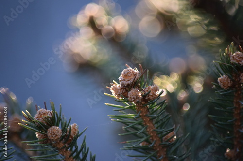 pine tree branch with cones