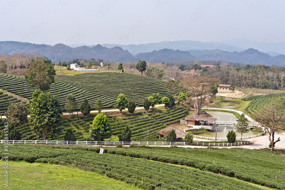 Beautiful Scenery at Choui Fong Tea Plantation, Mae Chan, North Thailand, Asia