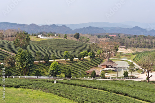 Beautiful Scenery at Choui Fong Tea Plantation  Mae Chan  North Thailand  Asia