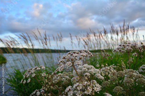 coastal grass near wooden bridges on the Svir River in Russia photo