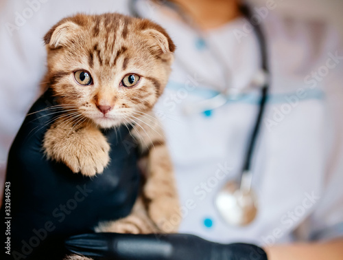 vet in black gloves holds a kitten in his hands. close up, pet
