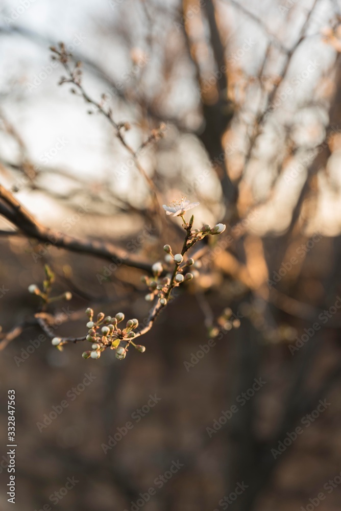 flowering tree at spring. tree branch blossom flowering tree at spring. tree branch blossom
