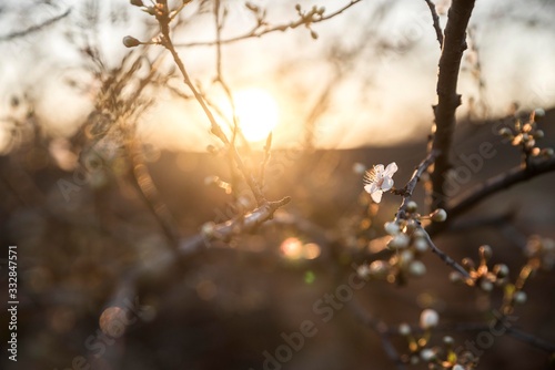 flowering tree at spring. tree branch blossom © Djordje