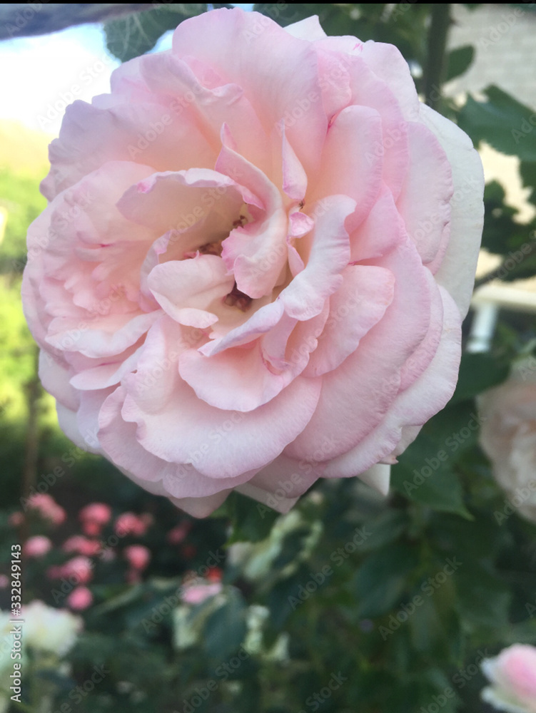 Obraz premium pink rose in the garden