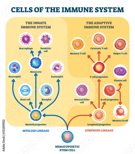 Photo Immune system cells vector illustration