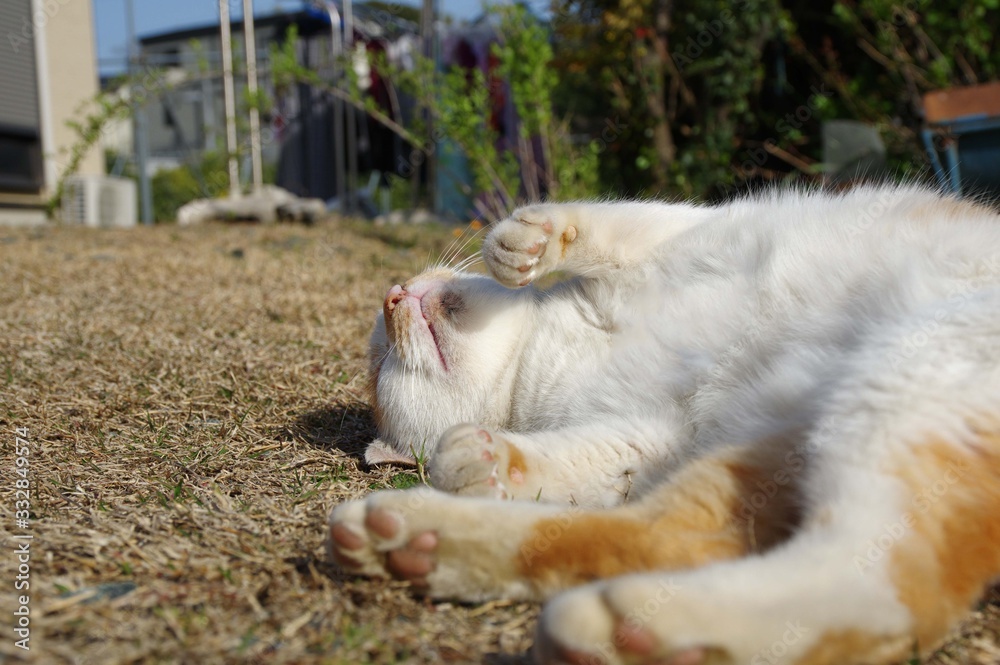 Fototapeta premium 可愛いポーズの猫