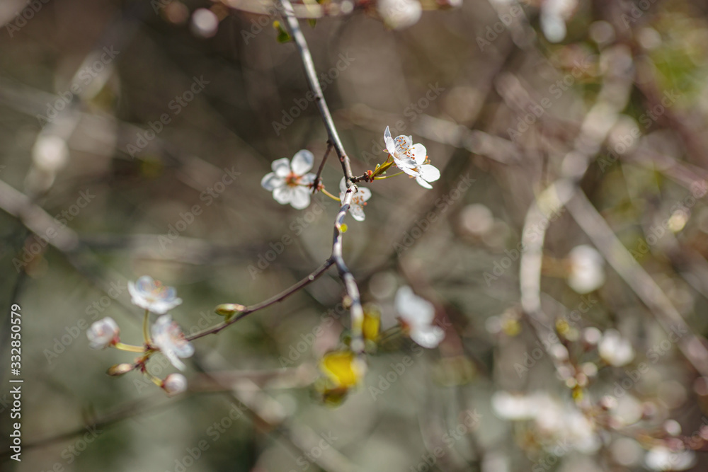 Blossoming branch with with flowers of cherry plum. Blossoming branch with with flowers of cherry plum.