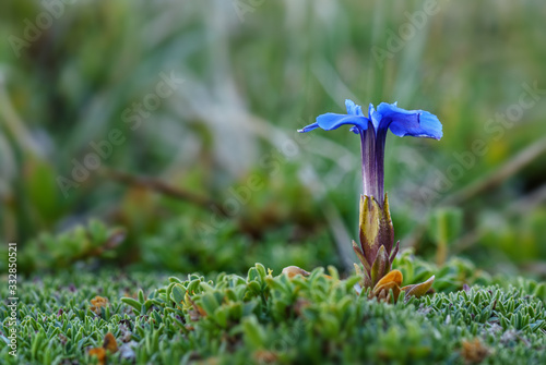 Short-leaved Gentian - Gentiana brachyphylla, beautiful blue flower from high-altitude Alps, Austria. photo