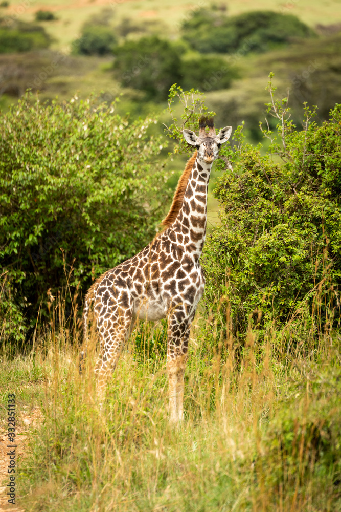 Masai giraffe calf stands in tall grass Masai giraffe calf stands in tall grass